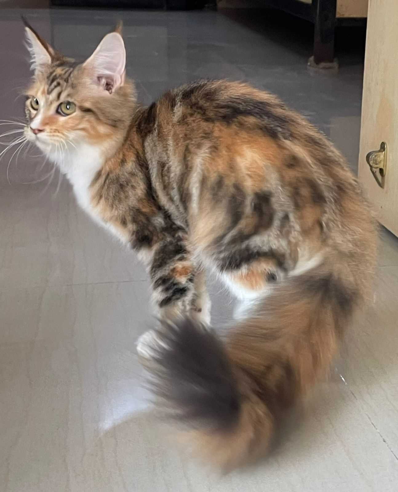 Maine Coon For Sale In Lucknow