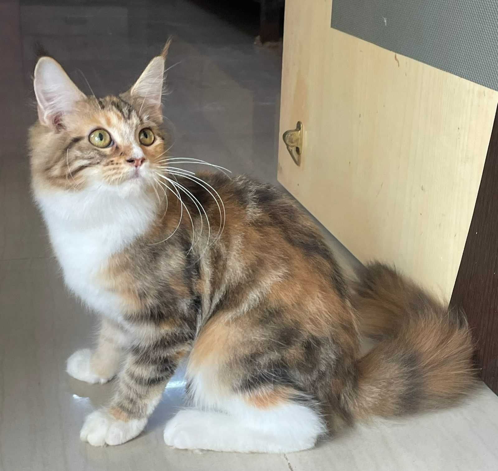 Maine Coon For Sale In Lucknow