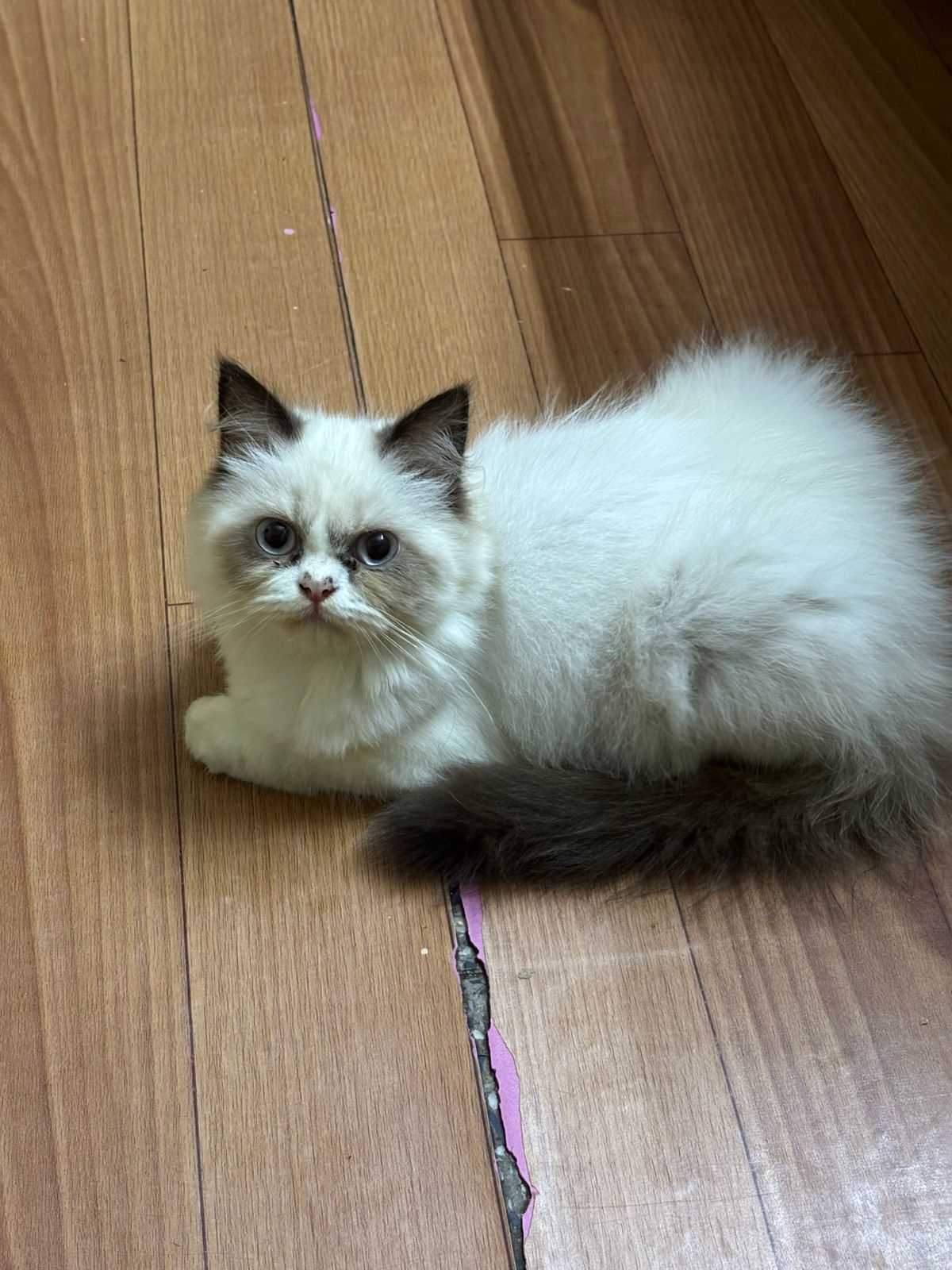Ragdoll For Sale In Ahmedabad