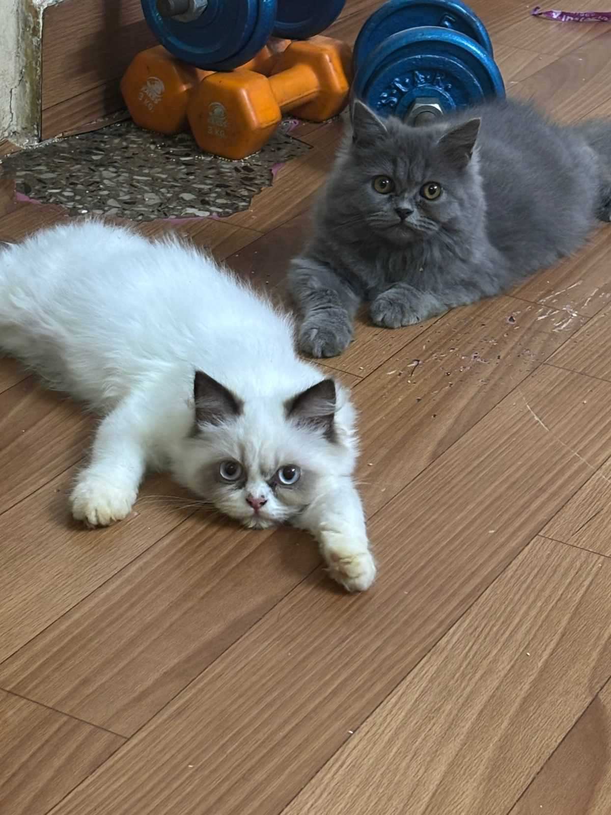Mr n Mrs Pet