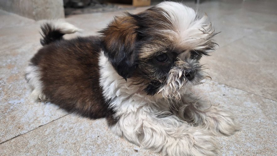 Shih Tzu For Sale In Delhi