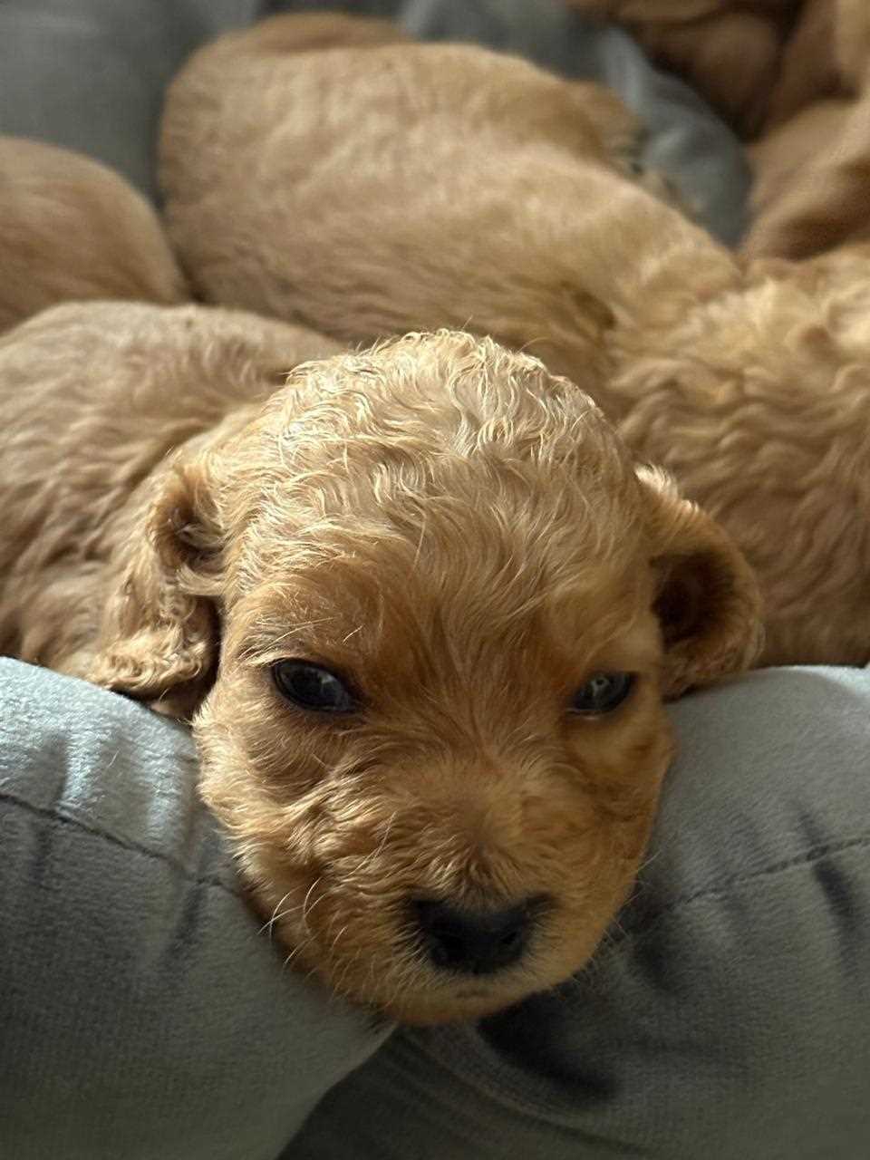 Cocker Spaniel For Sale In Hyderabad