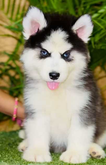 Siberian Husky For Sale In Agra