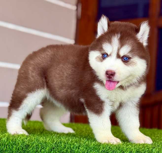 Siberian Husky For Sale In Agra