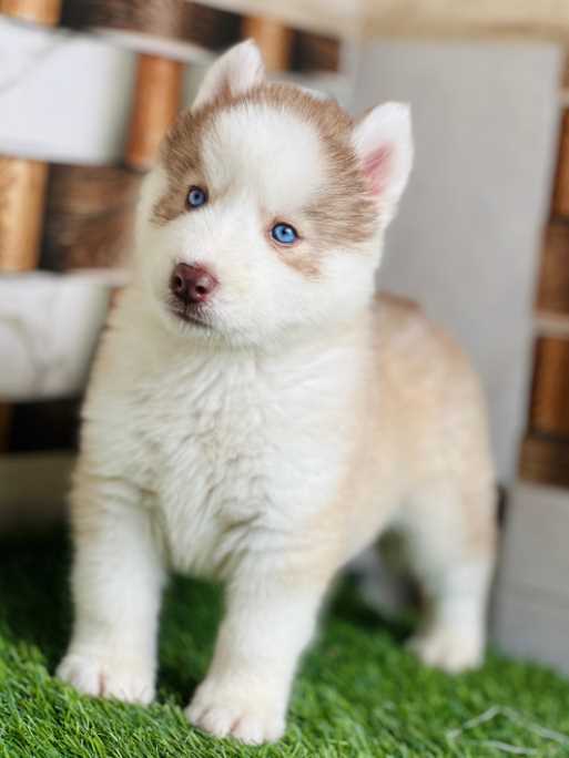 Siberian Husky For Sale In Agra