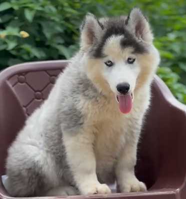 Siberian Husky For Sale In Agra