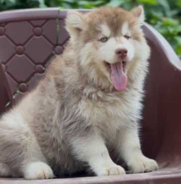 Siberian Husky For Sale In Agra
