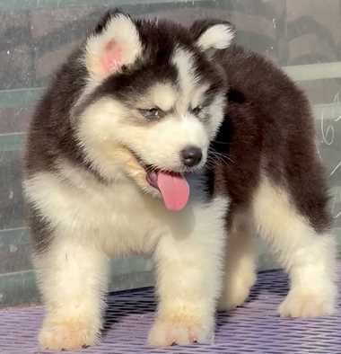 Siberian Husky For Sale In Agra