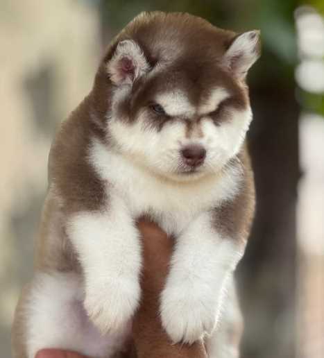 Siberian Husky For Sale In Agra