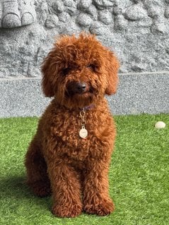 KCI Registered Standard Poodles