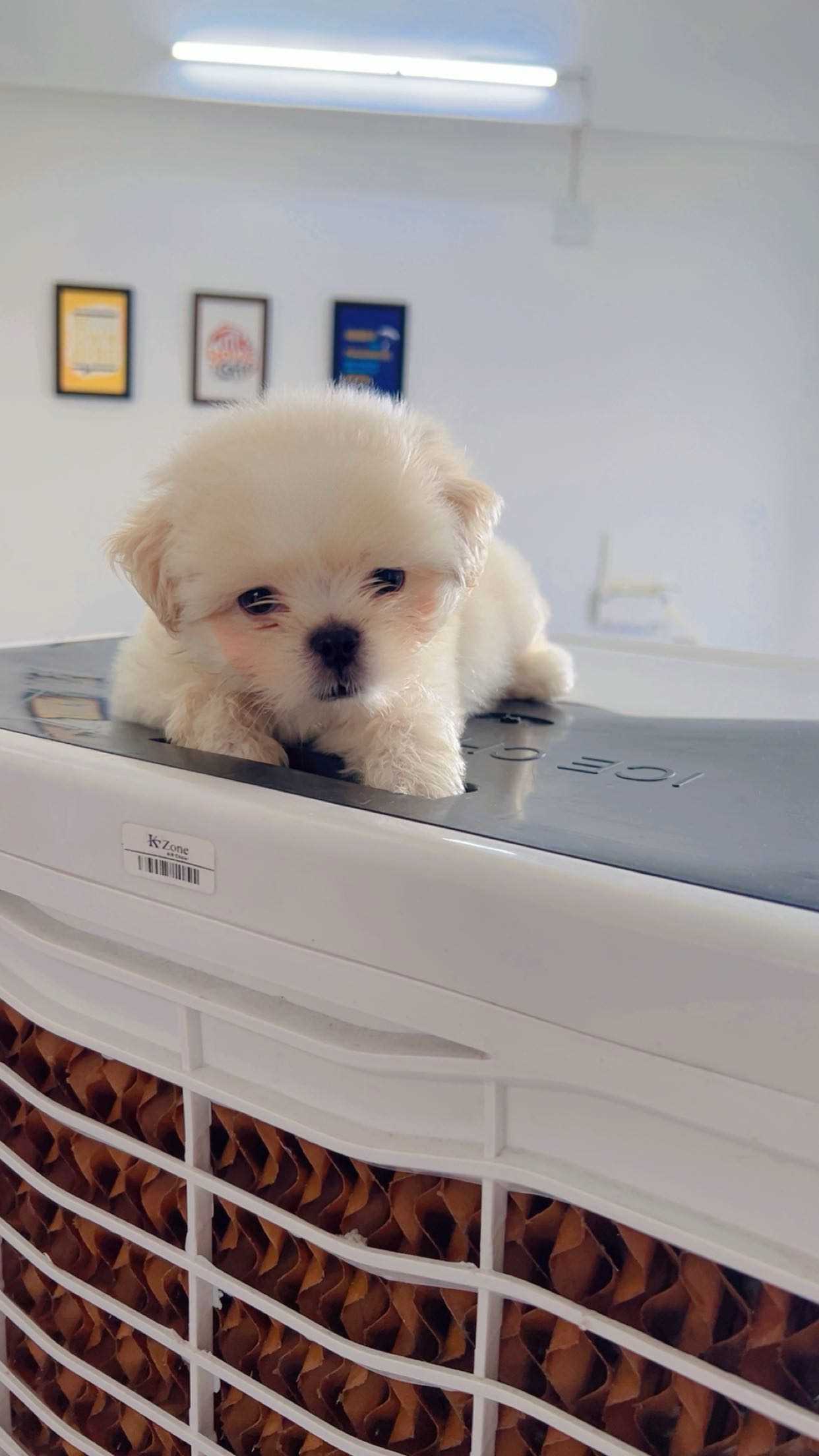 Shih Tzu For Sale In Ahmedabad