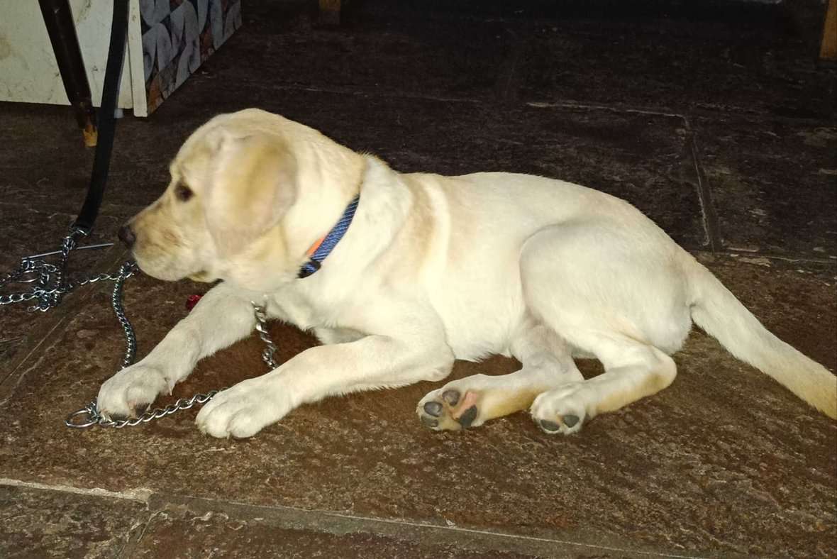 Labrador Retriever For Sale In Kota