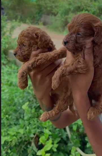 Poodle For Sale In Bangalore