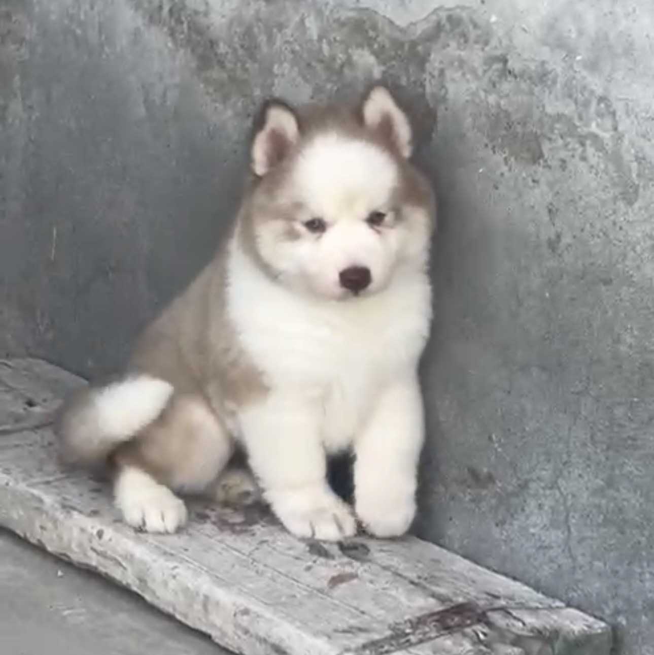 Siberian Husky For Sale In Ahmedabad
