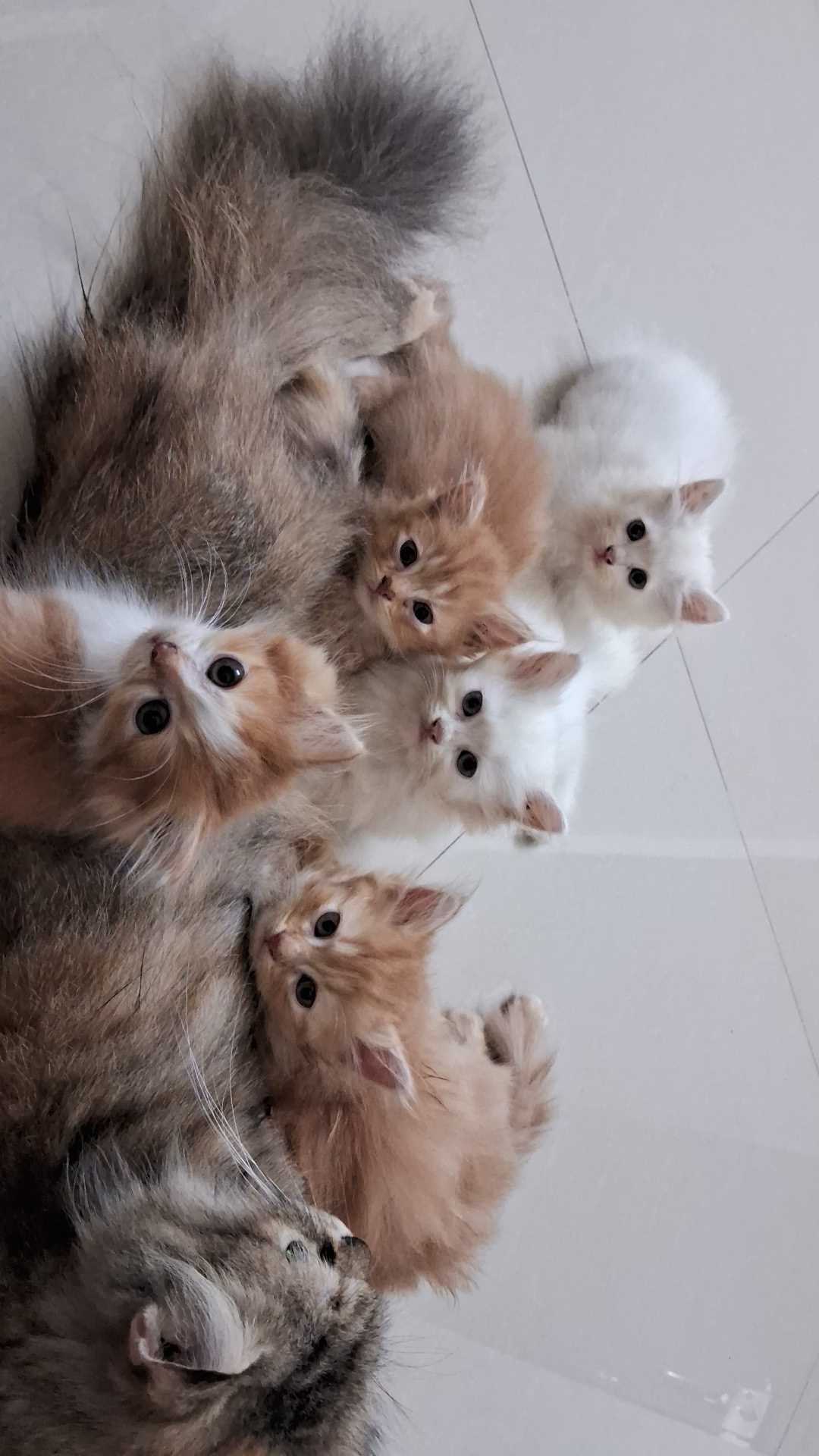Persian For Sale In Mumbai
