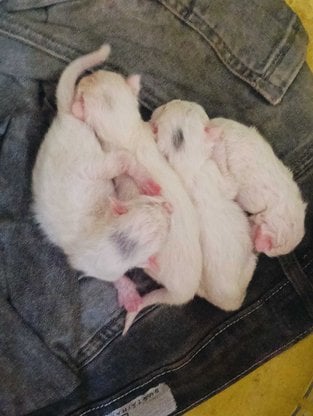 Persian For Sale In Hyderabad