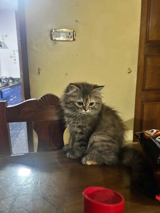 Siberian For Sale In Bangalore