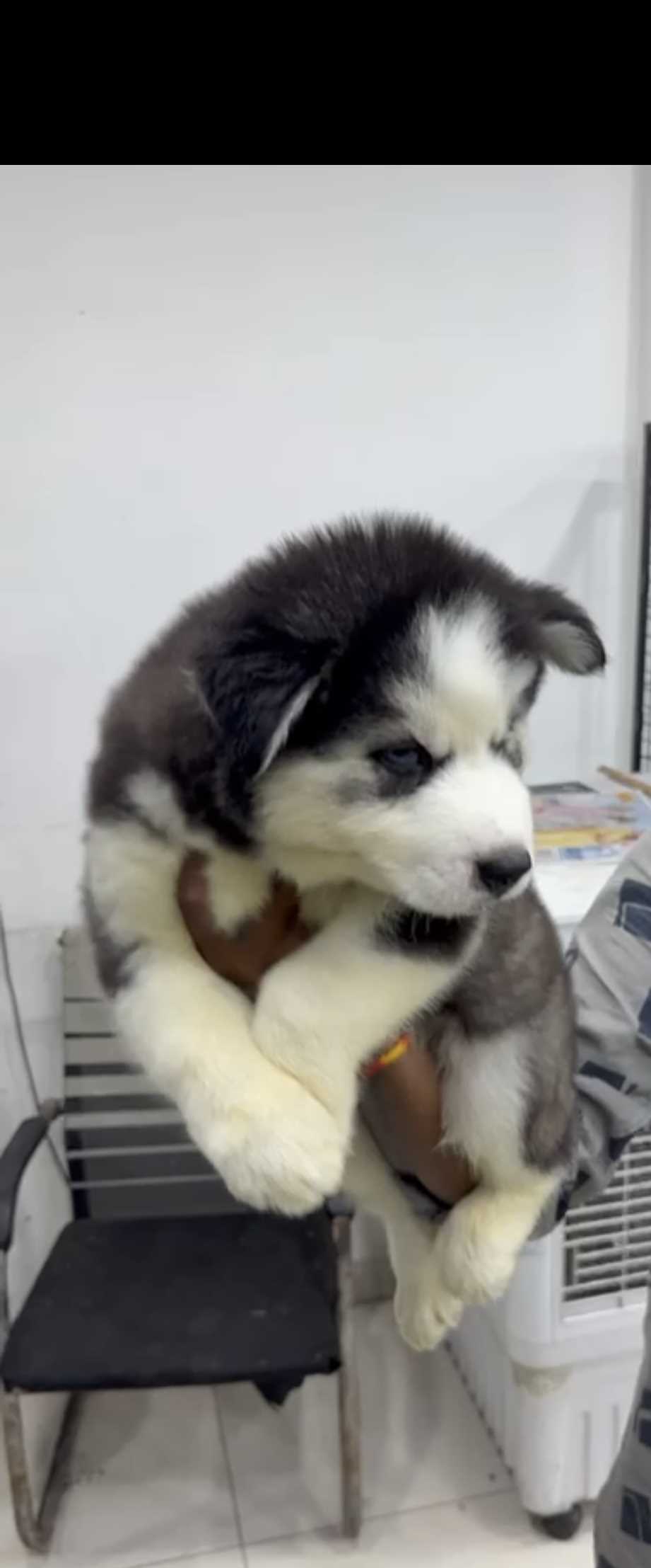 Siberian Husky For Sale In Hyderabad