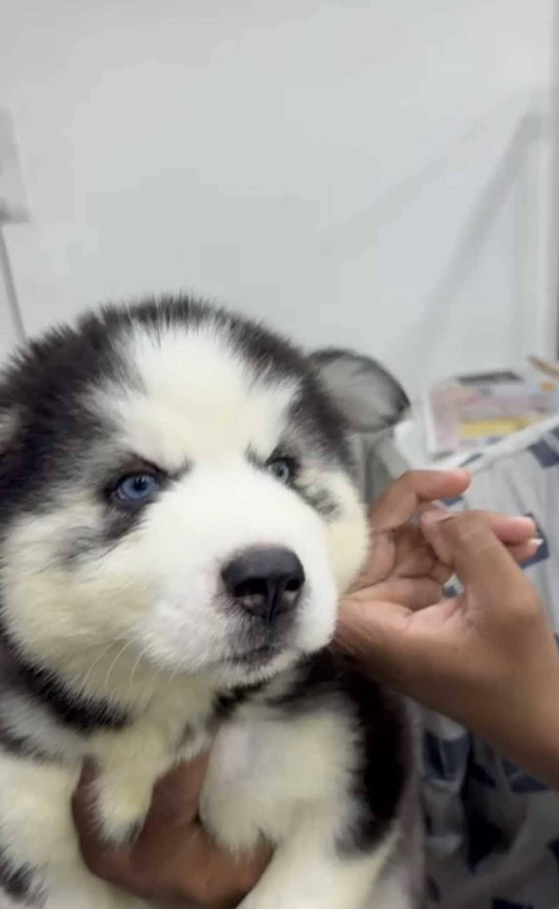 Siberian Husky For Sale In Hyderabad