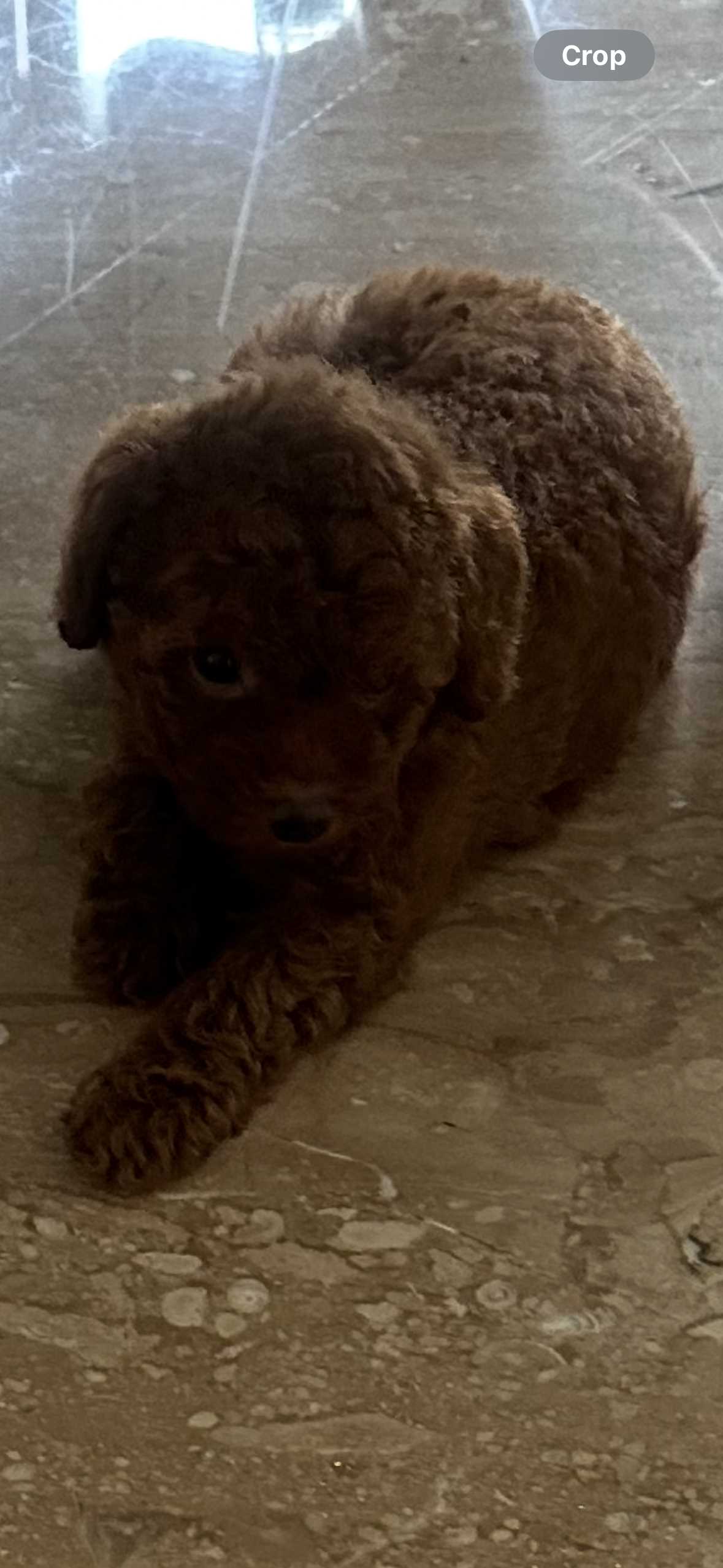 Toy Poodle For Sale In Pune