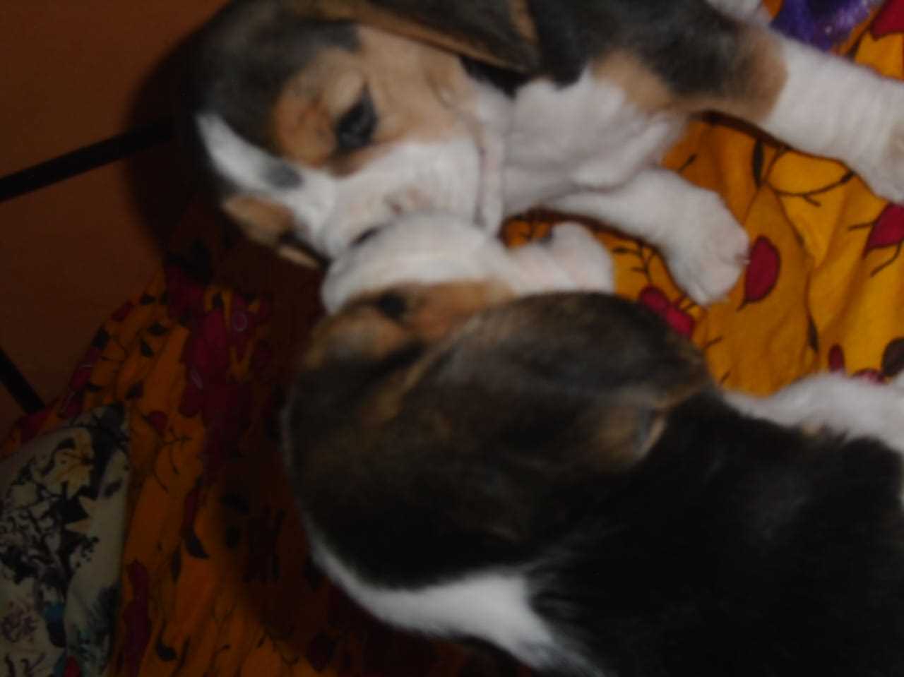 Beagle For Sale In Bangalore