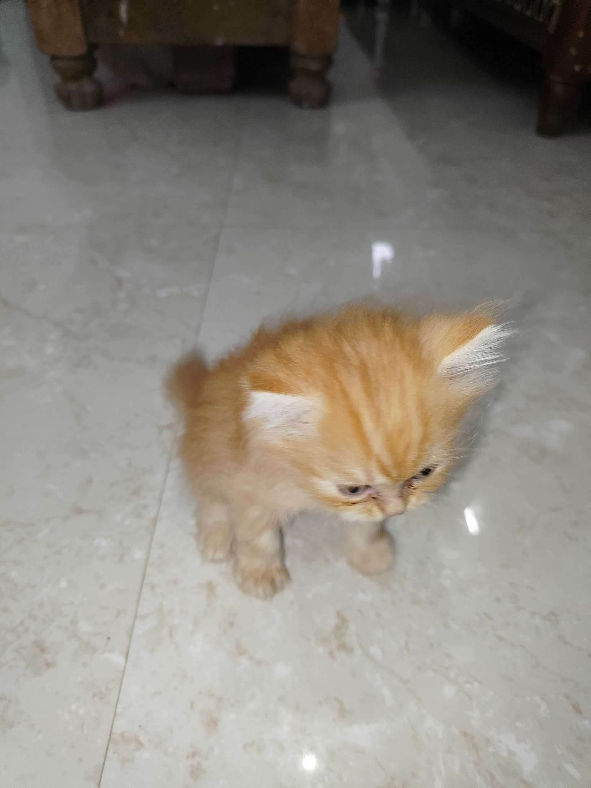 Persian For Sale In Delhi