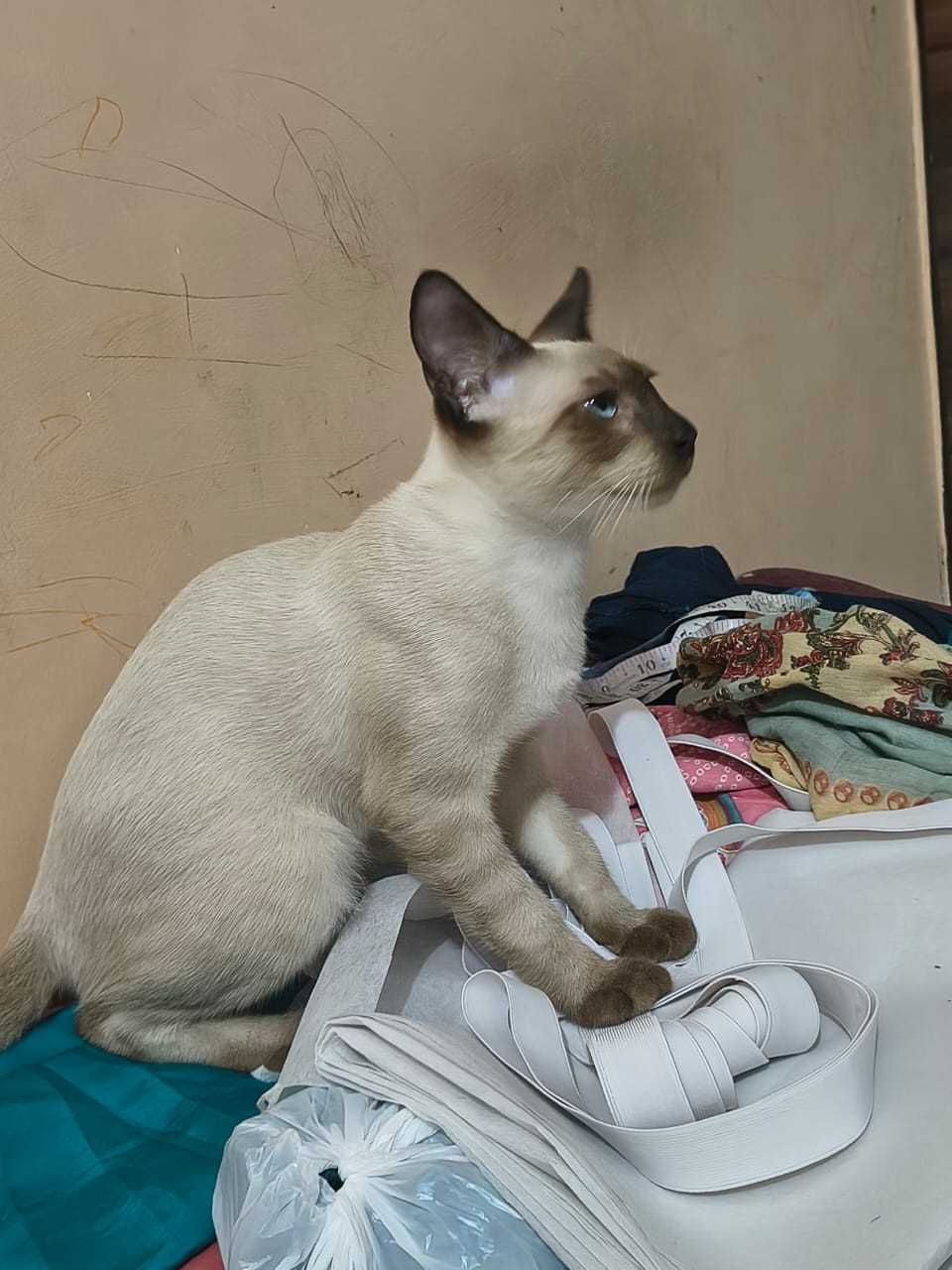 Siamese For Sale In Delhi