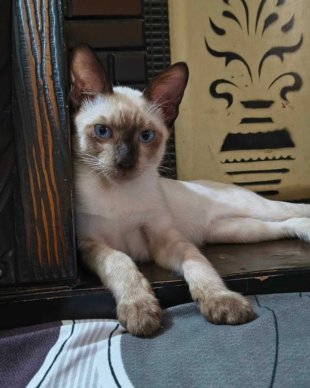 Siamese For Sale In Delhi