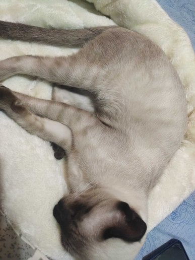 Siamese For Sale In Delhi