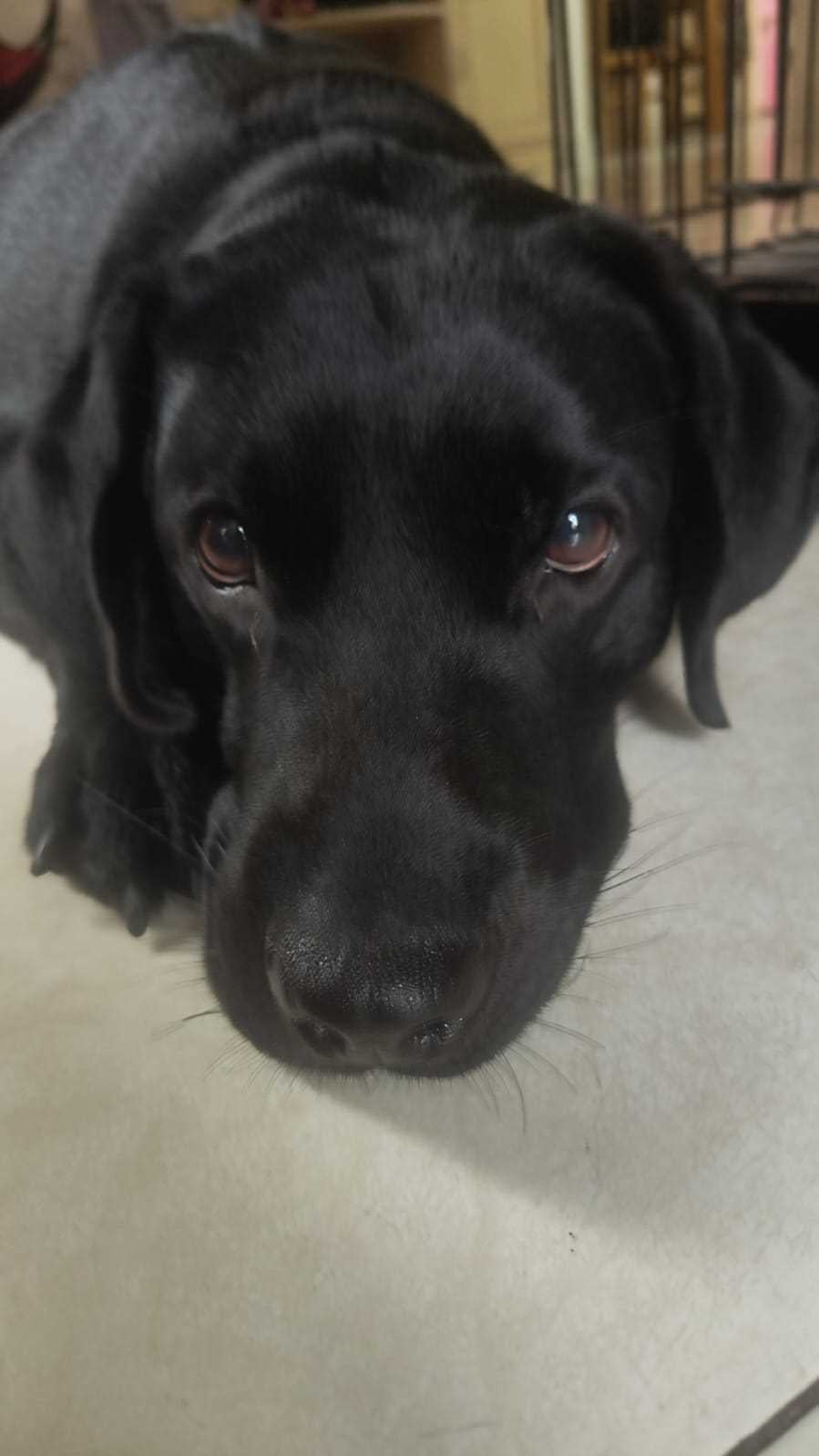 Labrador Retriever For Sale In Bangalore