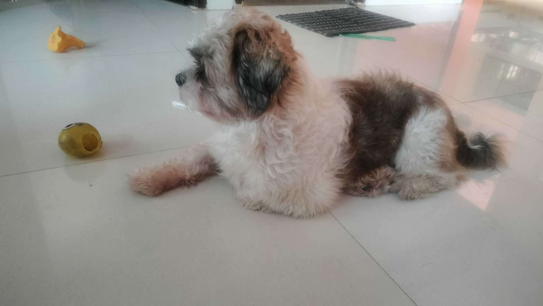 Shih Tzu For Sale In Chennai