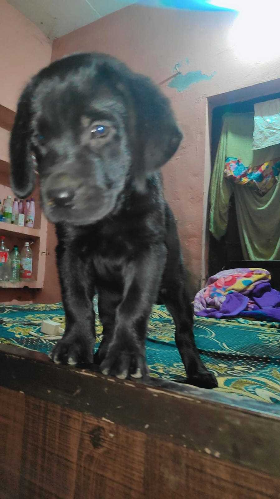 Labrador Retriever For Sale In Kurukshetra