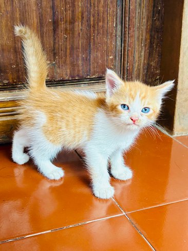 Persian For Sale In Malappuram