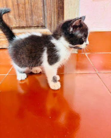 Persian For Sale In Malappuram