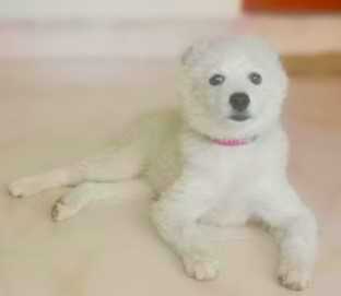 Indian Spitz For Sale In Erode