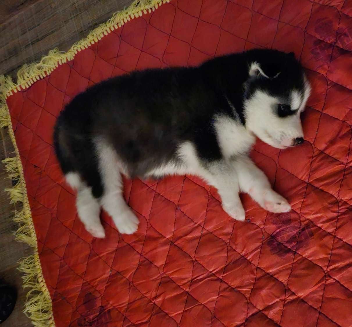 Siberian Husky For Sale In Bangalore