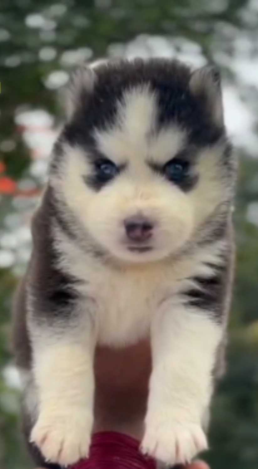 Siberian Husky For Sale In Bangalore
