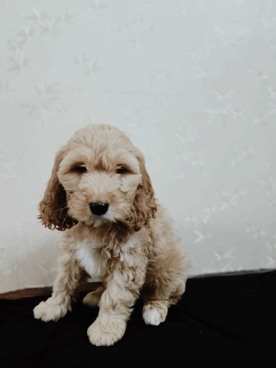 Cockapoo For Sale In Bangalore