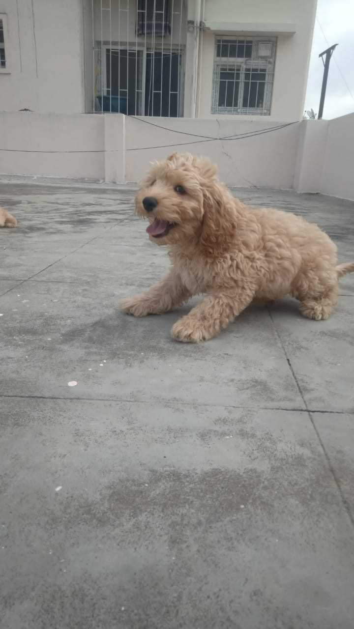 Mr n Mrs Pet