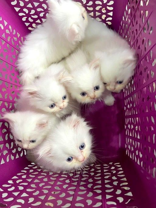 Persian For Sale In Thane
