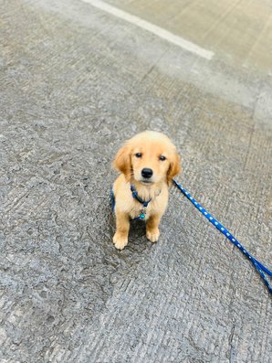 Golden Retriever For Sale In Pune
