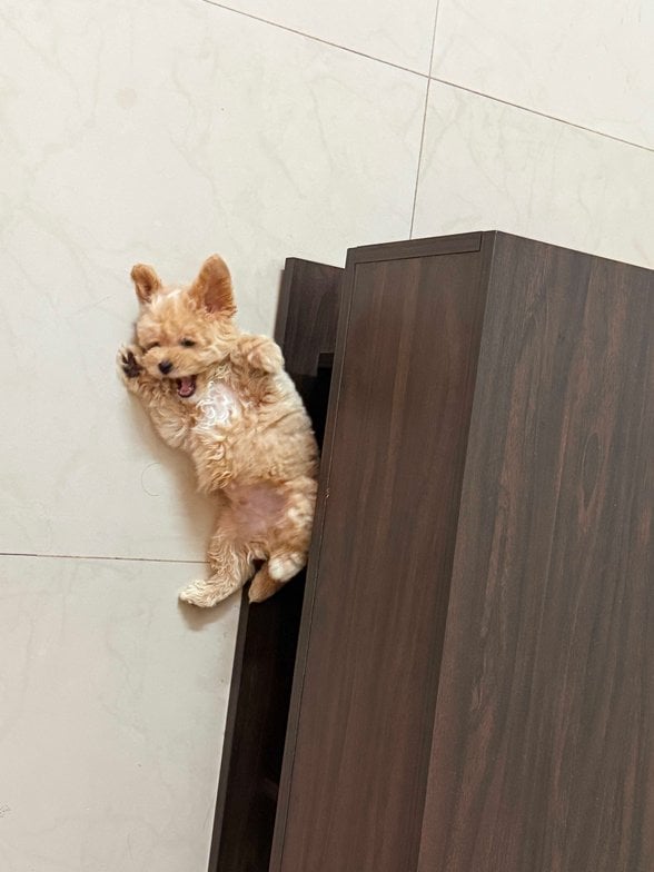 Maltipoo For Sale In Bangalore