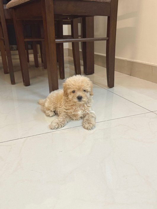 Maltipoo For Sale In Bangalore