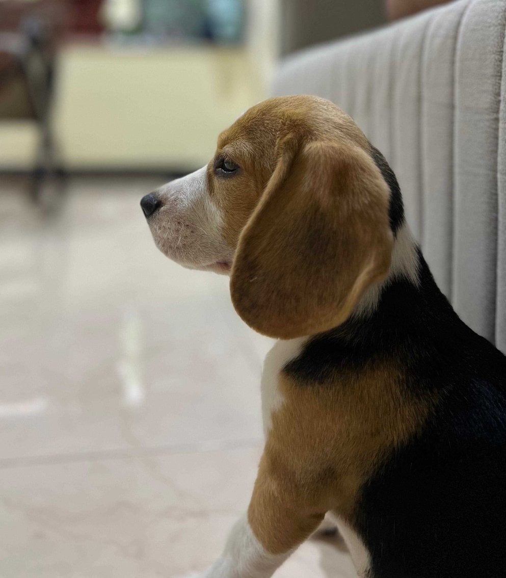 Beagle For Sale In Mumbai