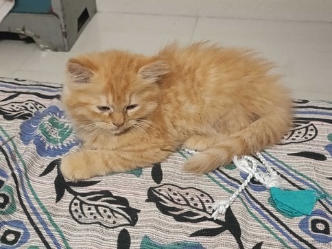 Persian For Sale In Pune