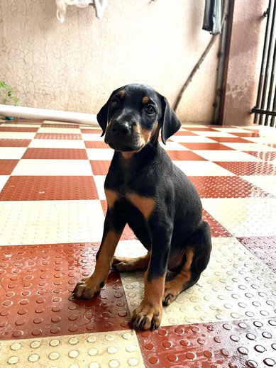 Doberman For Sale In Junagadh