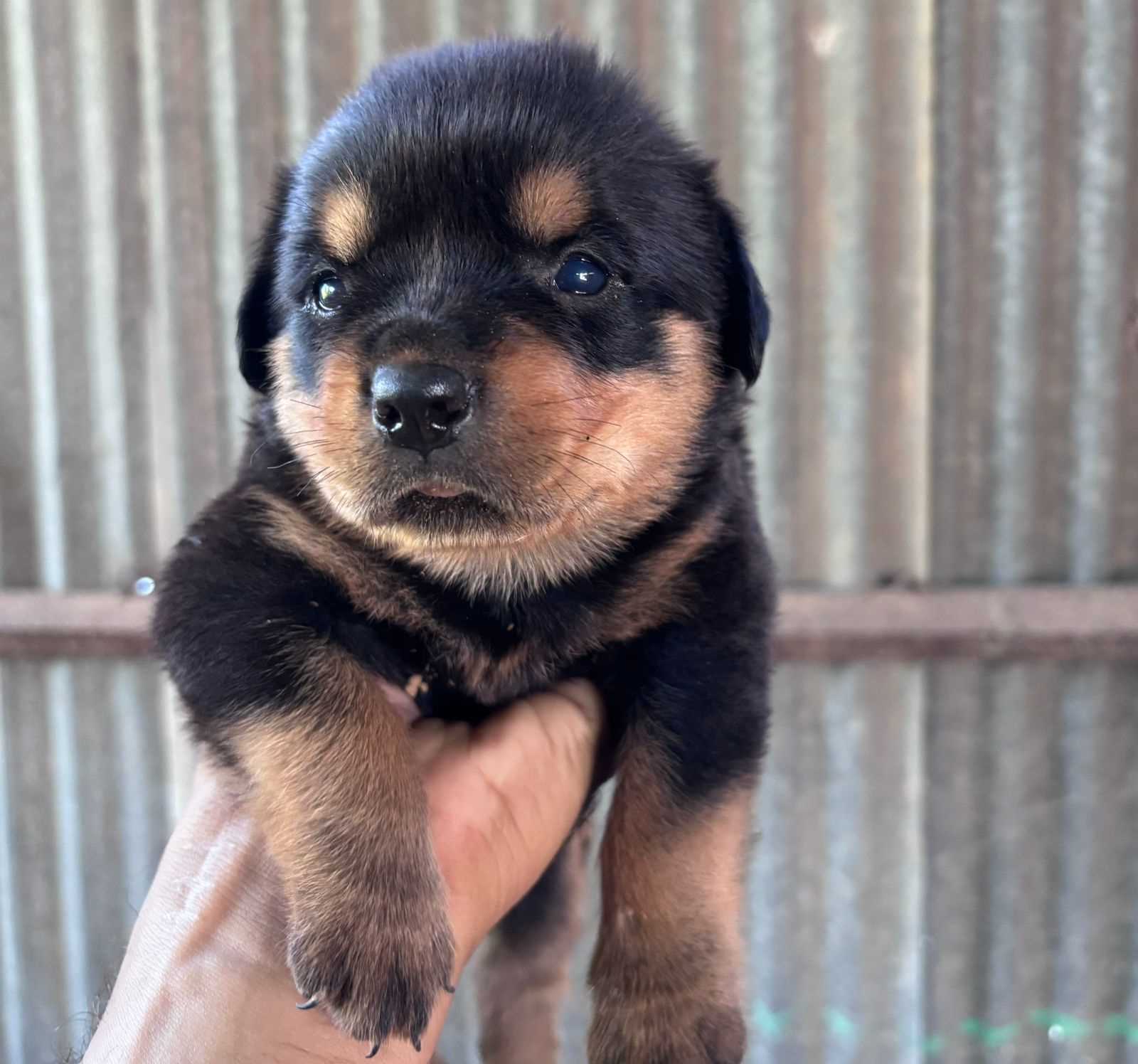 Rottweiler For Sale In Jaipur