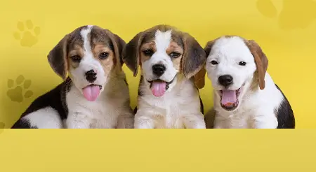 Find Purebred Puppies & Dogs for sale in India | Mr n Mrs Pet