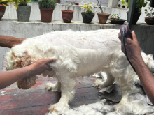 grooming