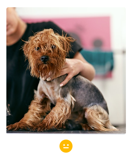 master-groomer